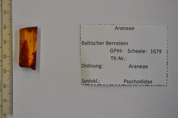 Vorschaubild Bernstein m. Jungspinne, Schmetterlingsmücke